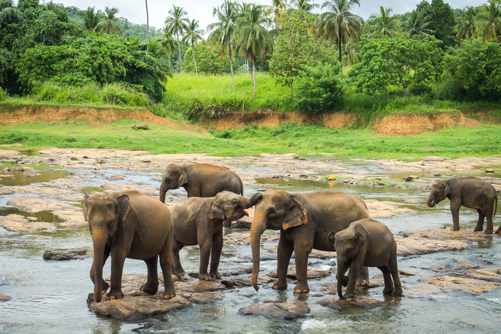 Sri-Lanka-2017-49_new